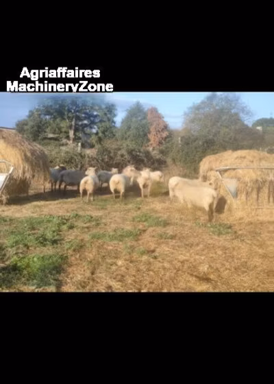 Vendee sheep