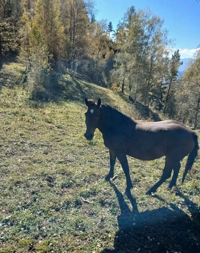 New Altai Horse