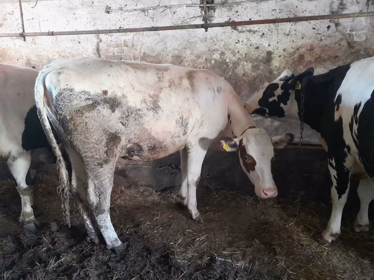 Raza Holstein