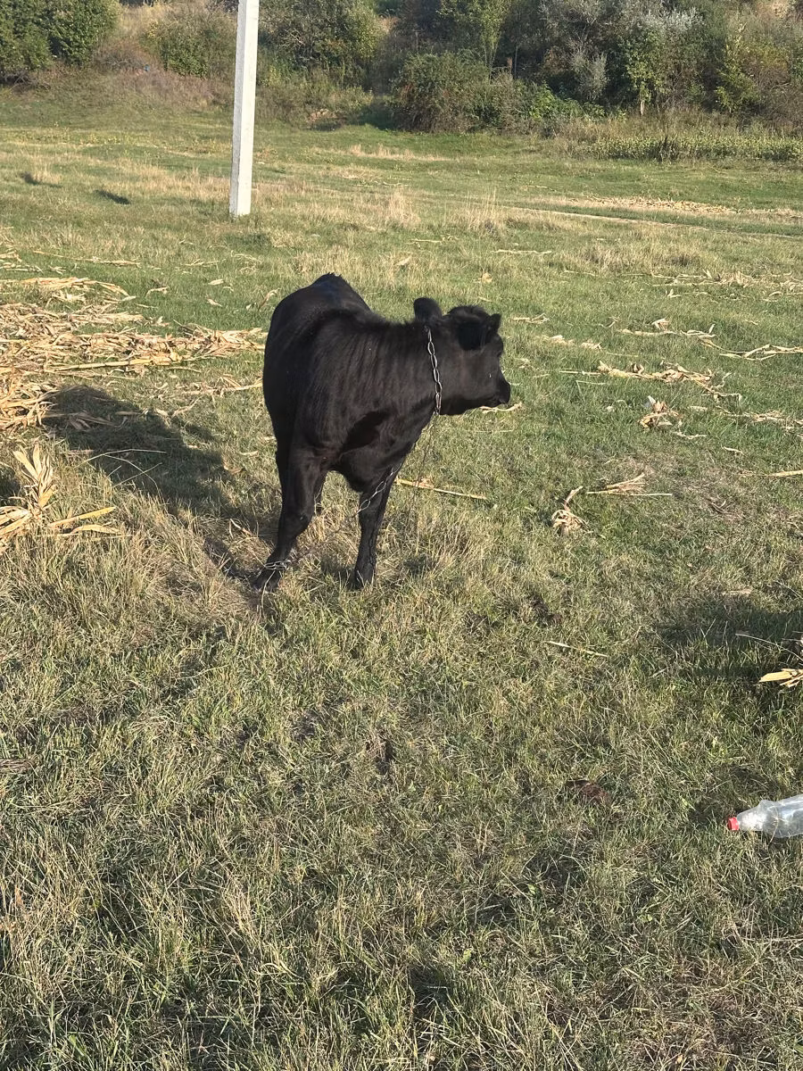 Kasta inəyi