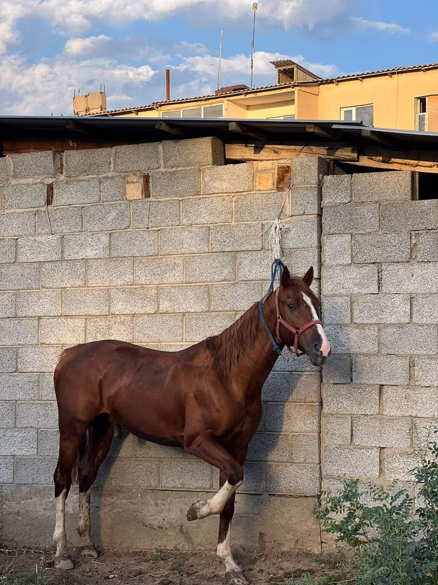 Friesian sport horse