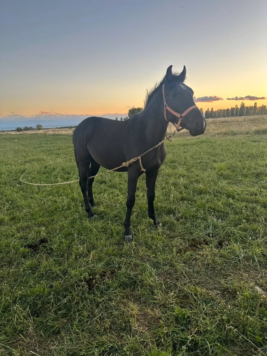 Friesian sport horse