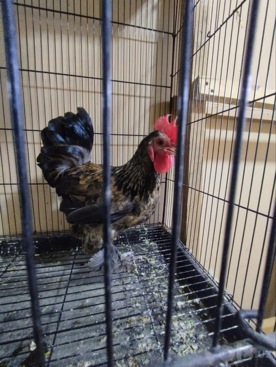 Japanisches Bantam