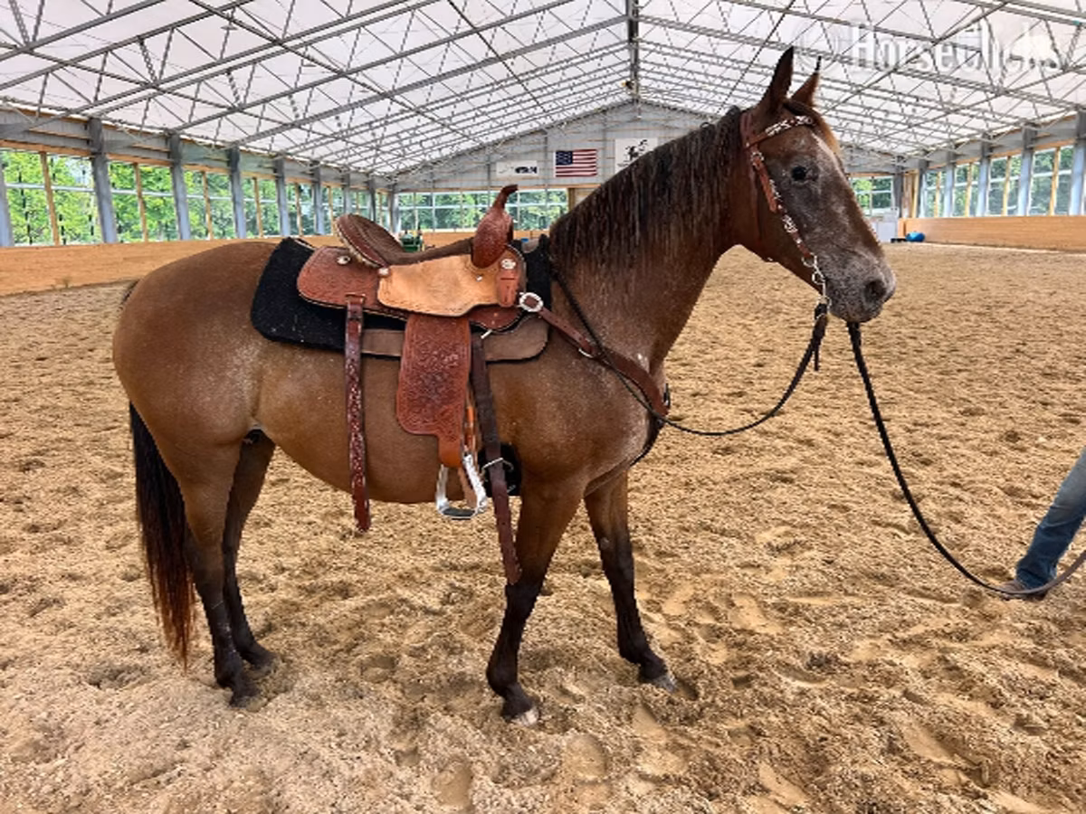 Appaloosa