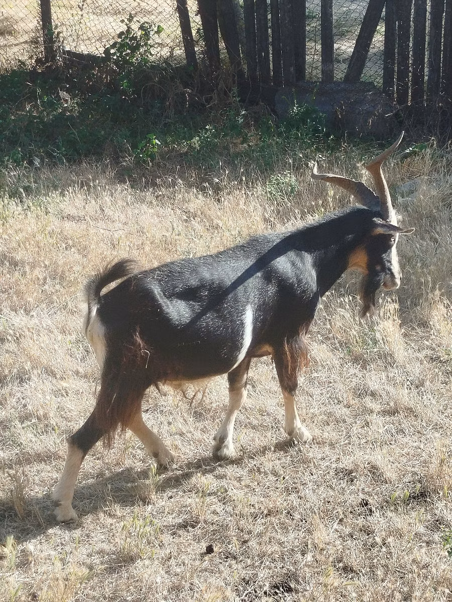 Saanen goat