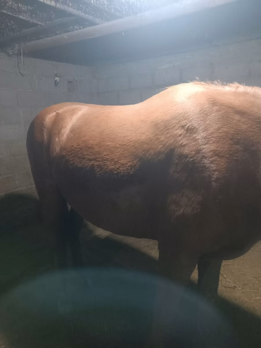 Budyonny horse