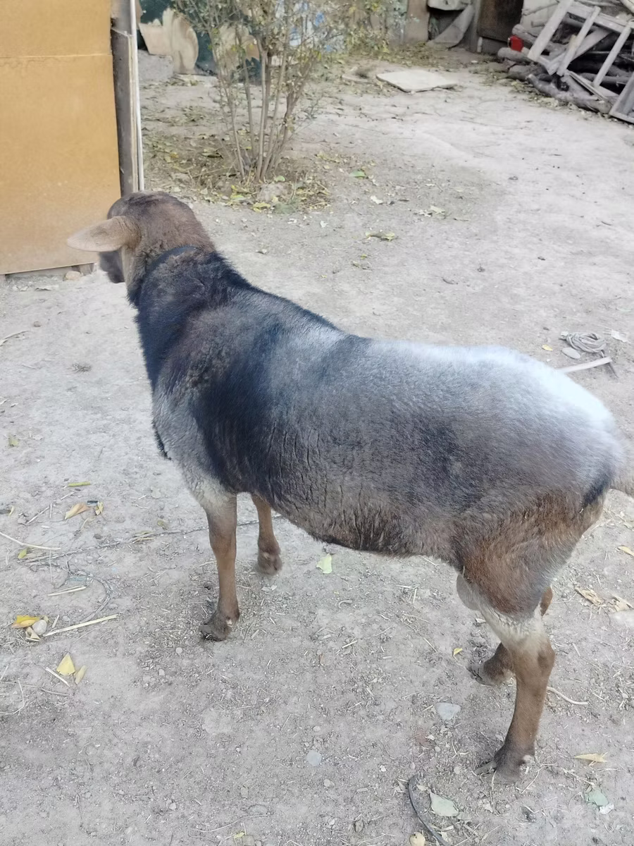 Romanov sheep