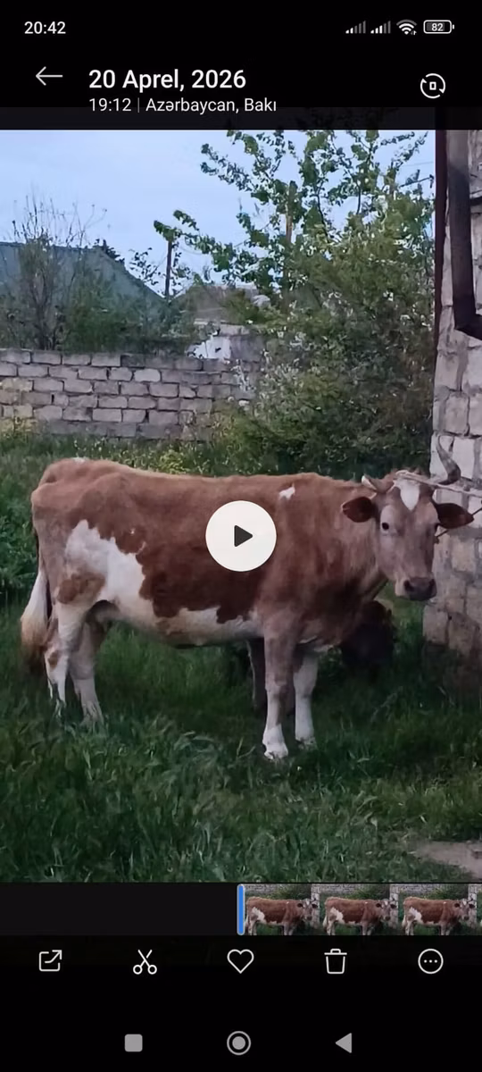 Azerbejdżański zebu