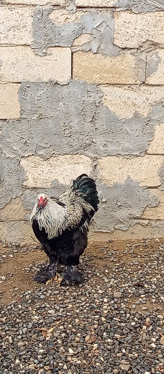 Brahma