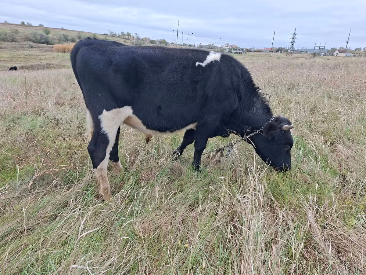 Russian Black pied cattle