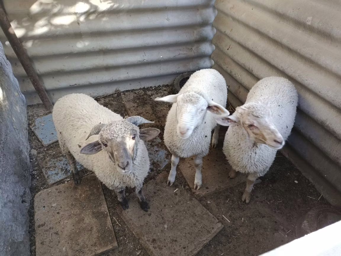 Yecheng sheep