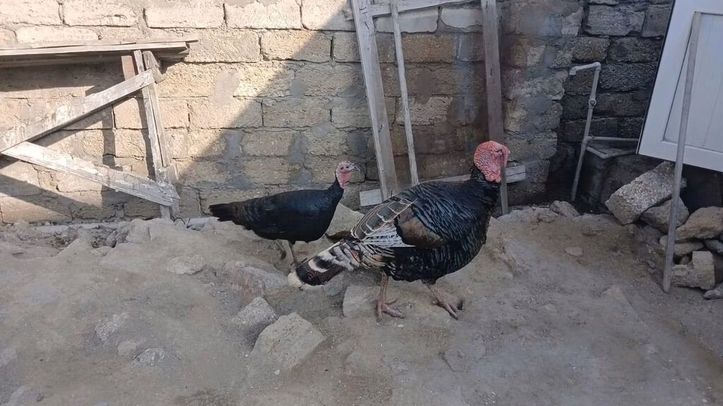 ब्रॉड ब्रेस्टेड व्हाइट