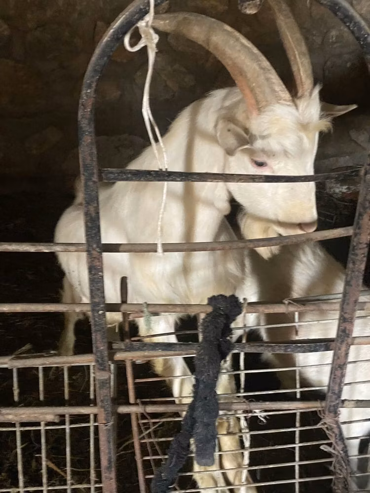 Dutch Landrace goats