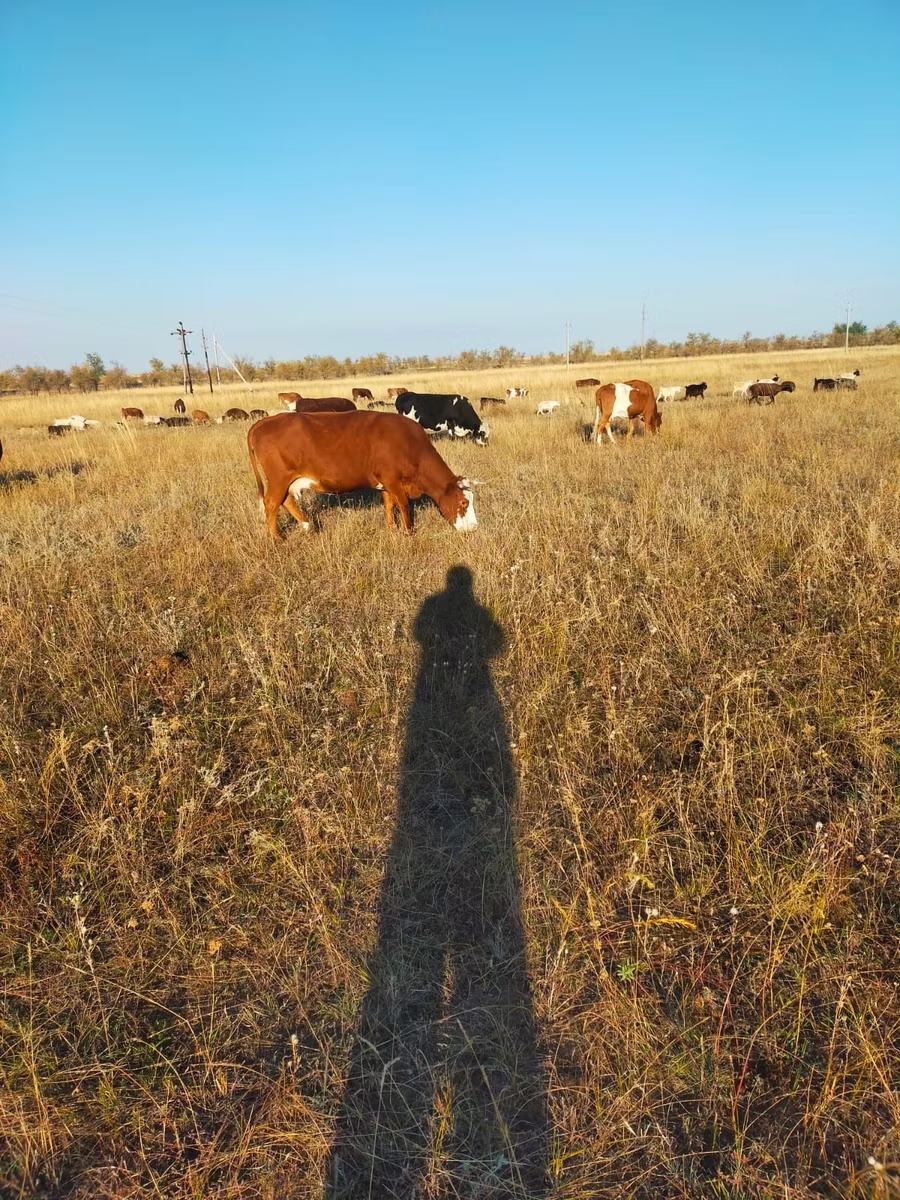 Latvian Blue cattle