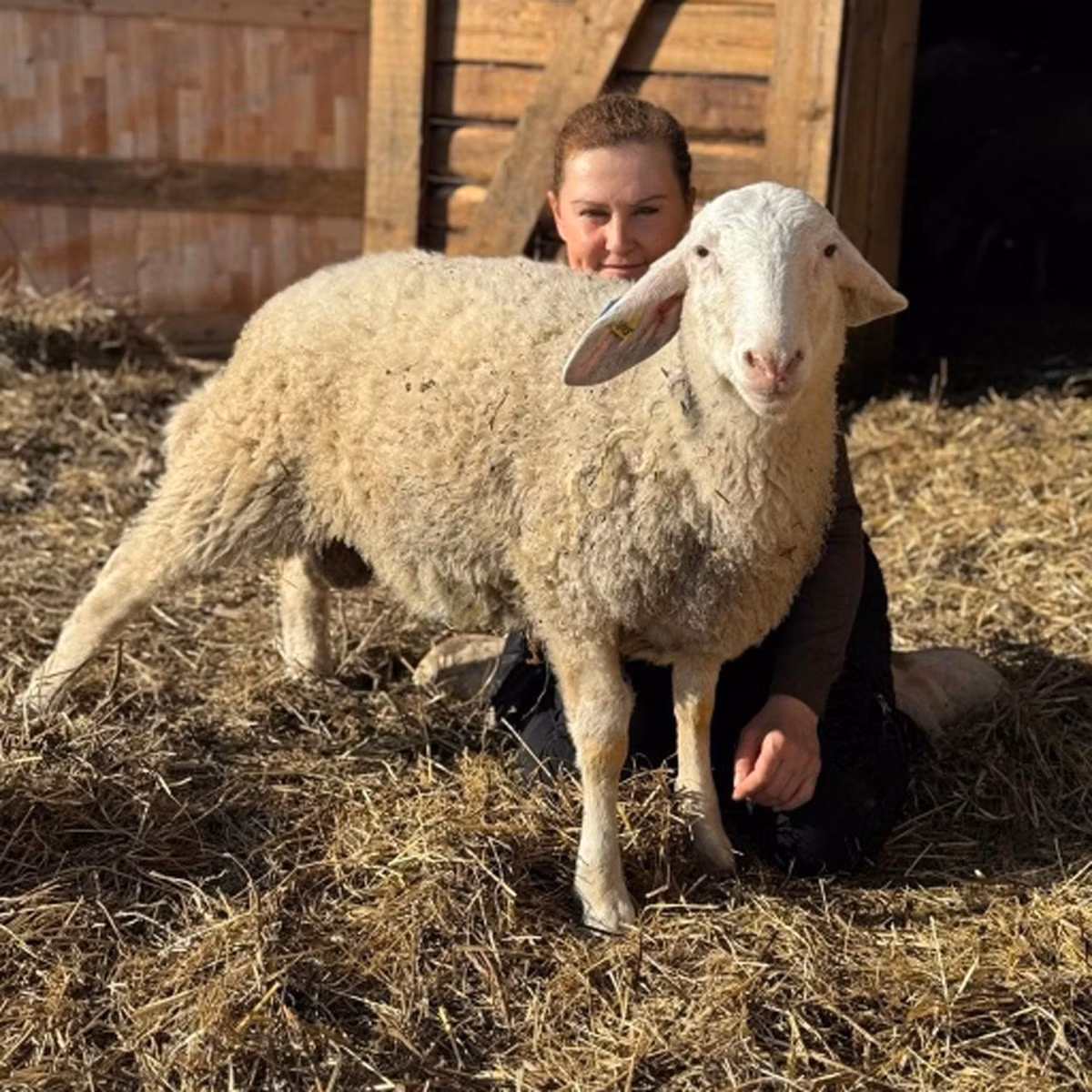 Assaf sheep