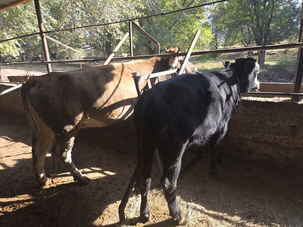 Broun-dağ