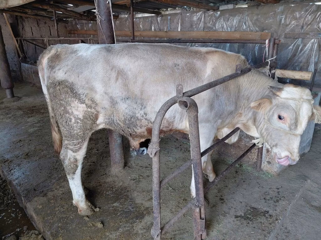 Vaca vermelha sem chifres