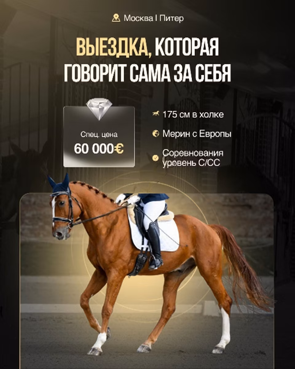 Фризская спортивная лошадь