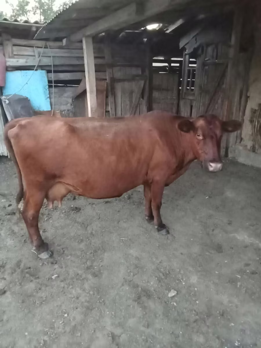 Vaca vermelha sem chifres