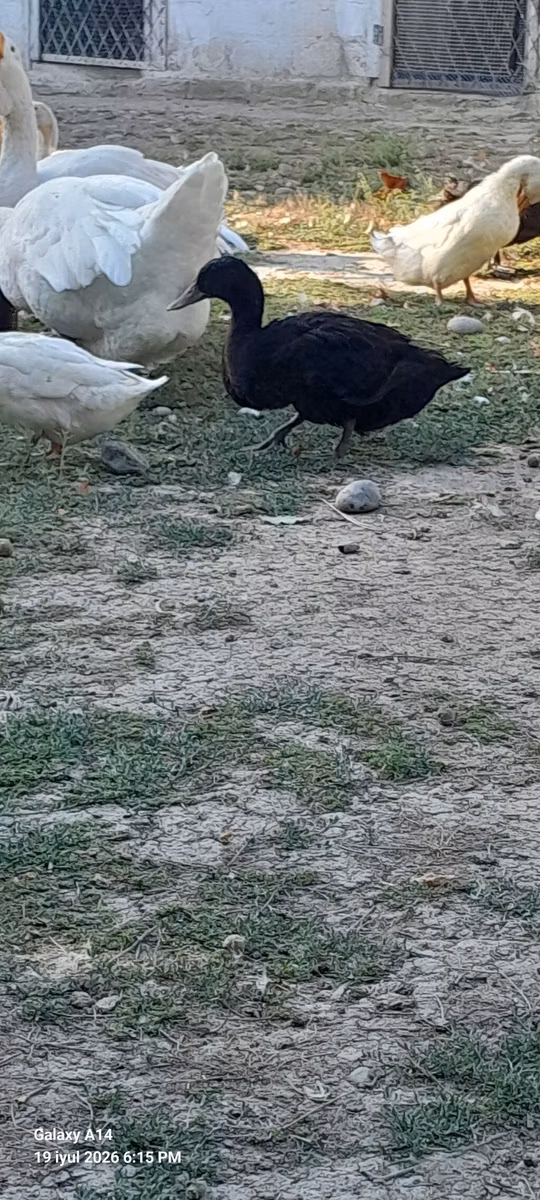 Manchado australiano