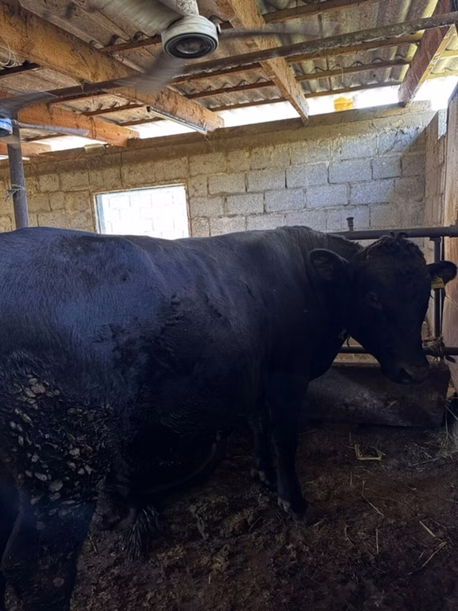 Vaca vermelha sem chifres
