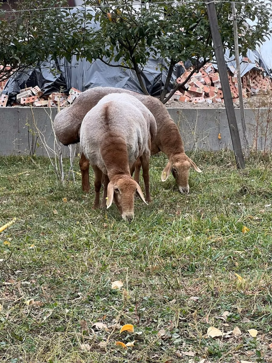 Arashan sheep
