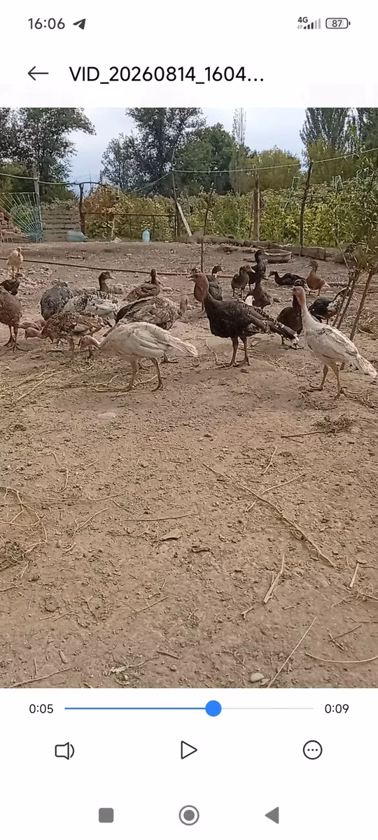 Бронзовая