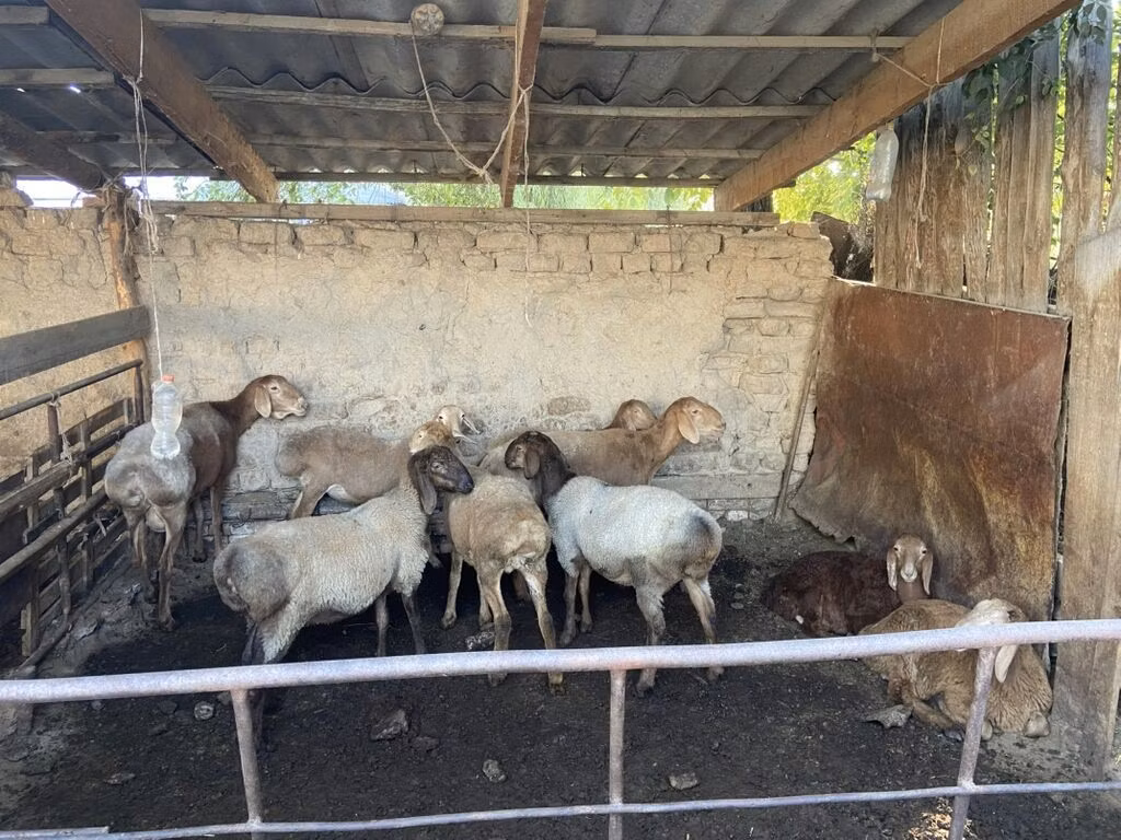 Рёнская овца