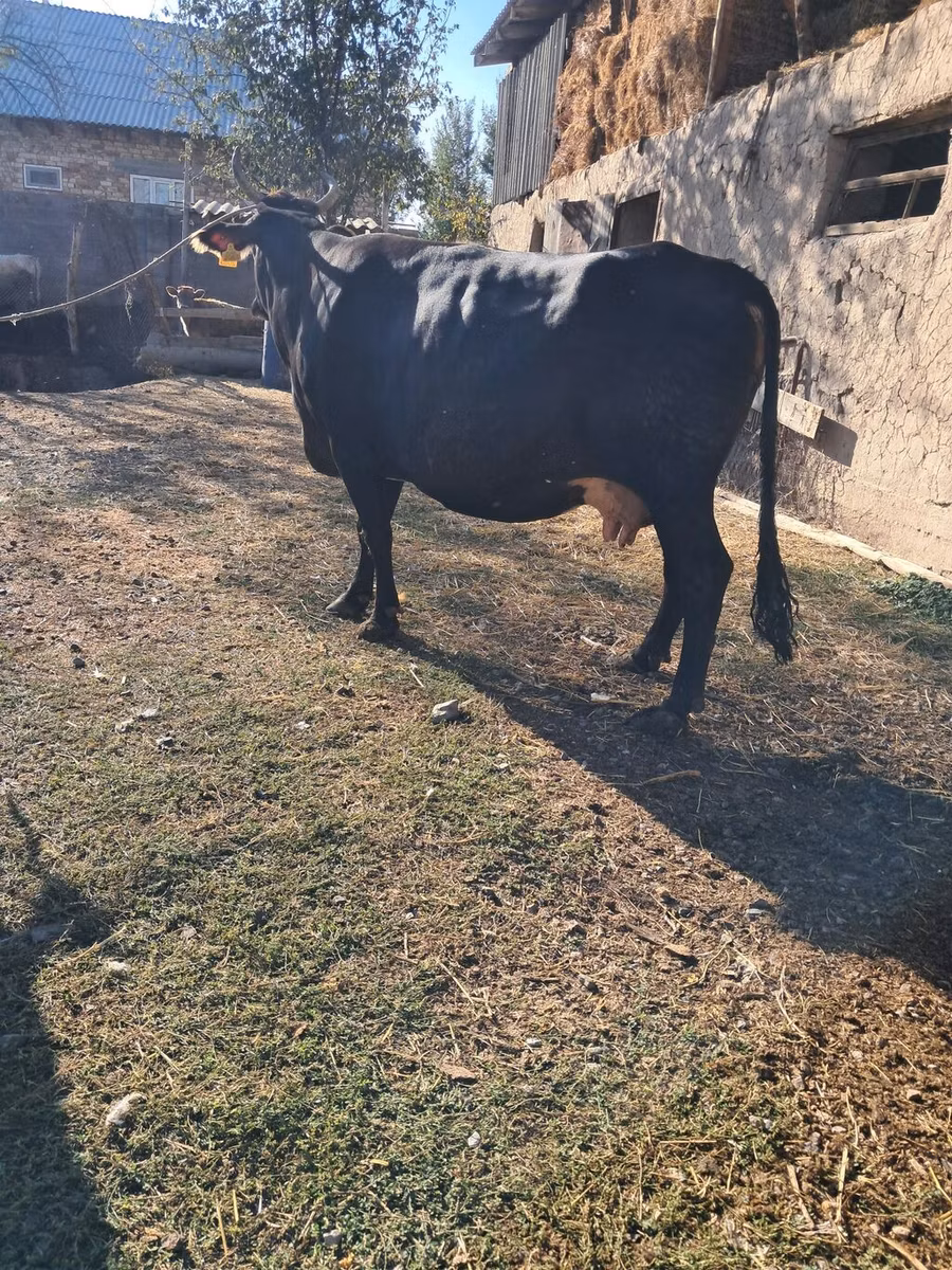 Broun-dağ
