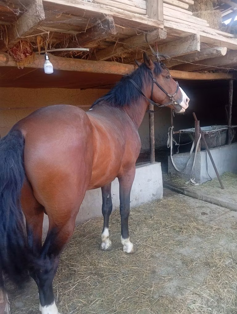 Kyrgyz Horse