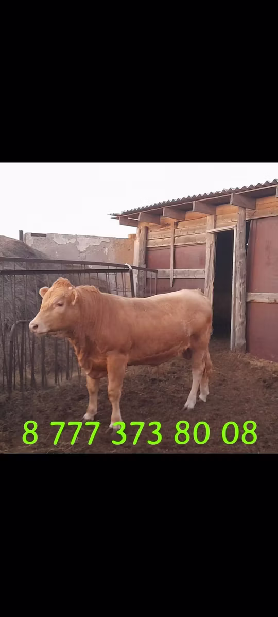 Raça Auliéatina