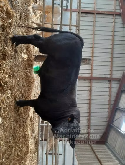 Raza de vaca