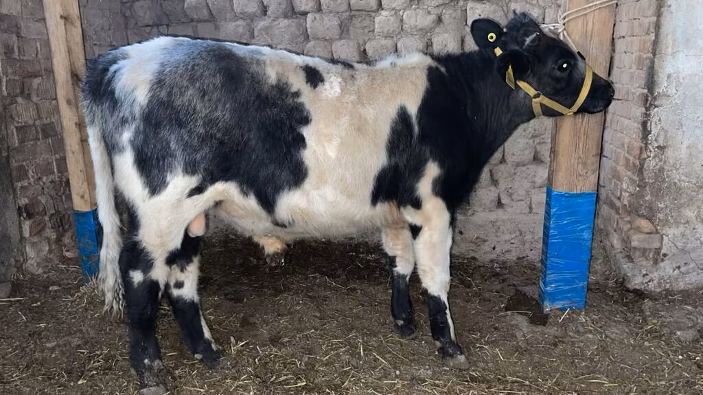 Bleue de Belgique