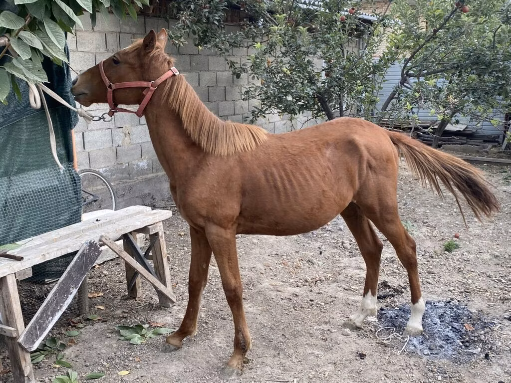 Чилий жылкы же Корралеро