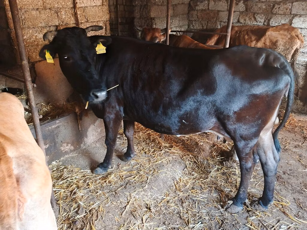 Yak sauvage
