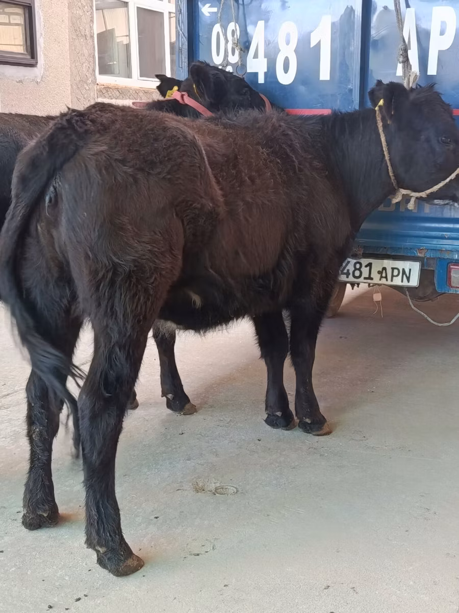 Aberdeen-Angus
