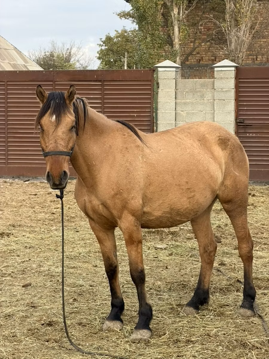 Kyrgyz Horse