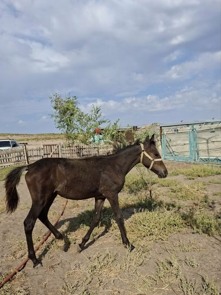 Казахская лошадь