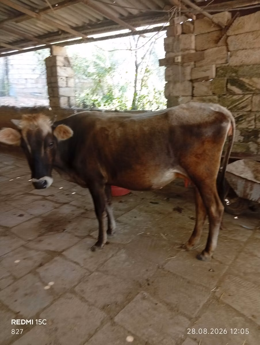 Azerbejdżański zebu