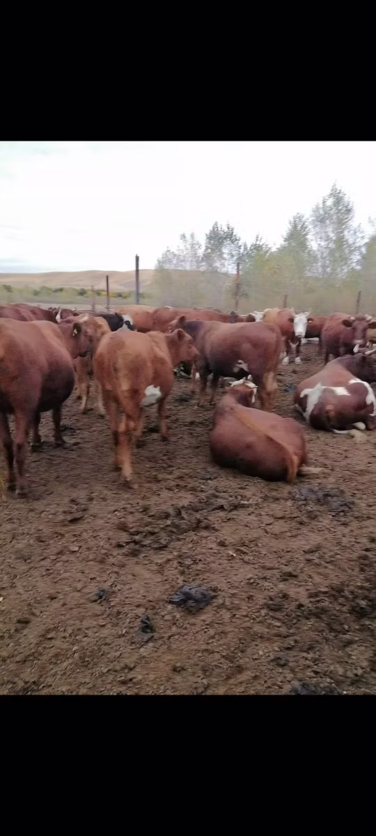 Vache rouge des steppes