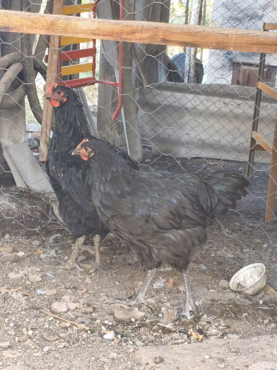 Jersey Giant