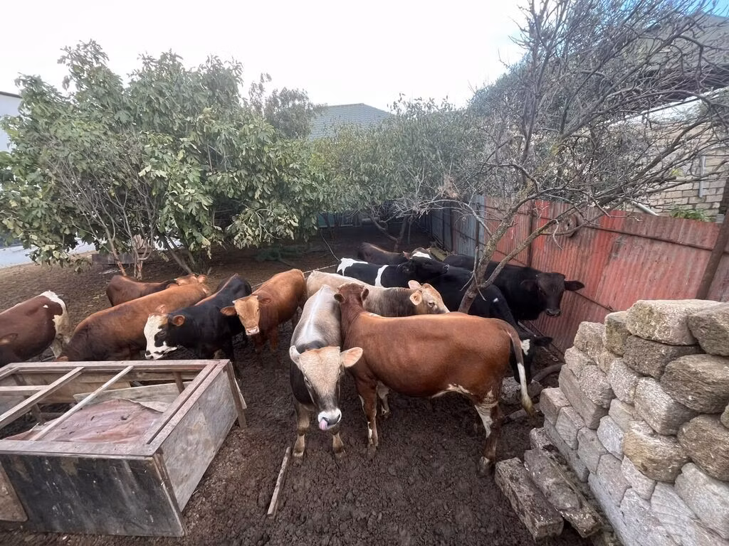 சிகப்பு-மஞ்சள் இனம்