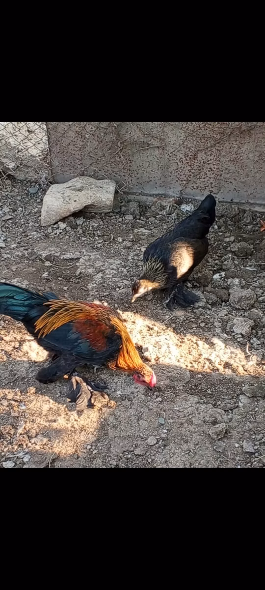 სილვერუდ ბლუ