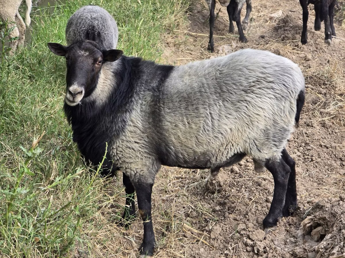 Romanov sheep