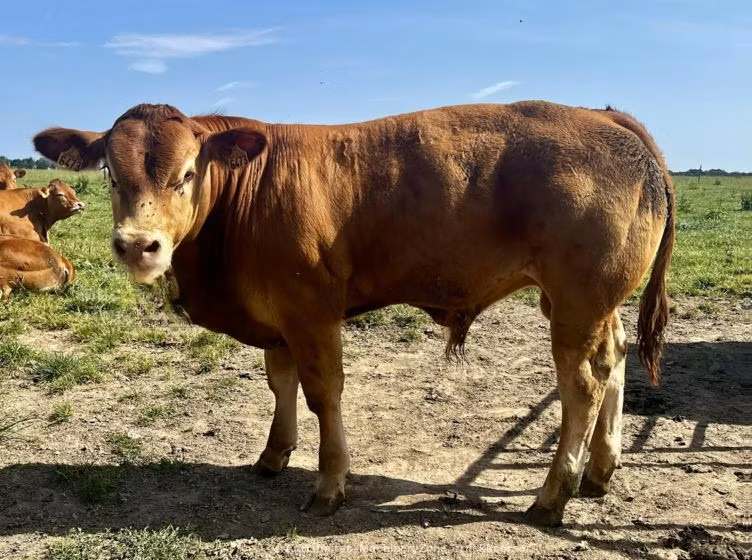 Limousin-Kuh