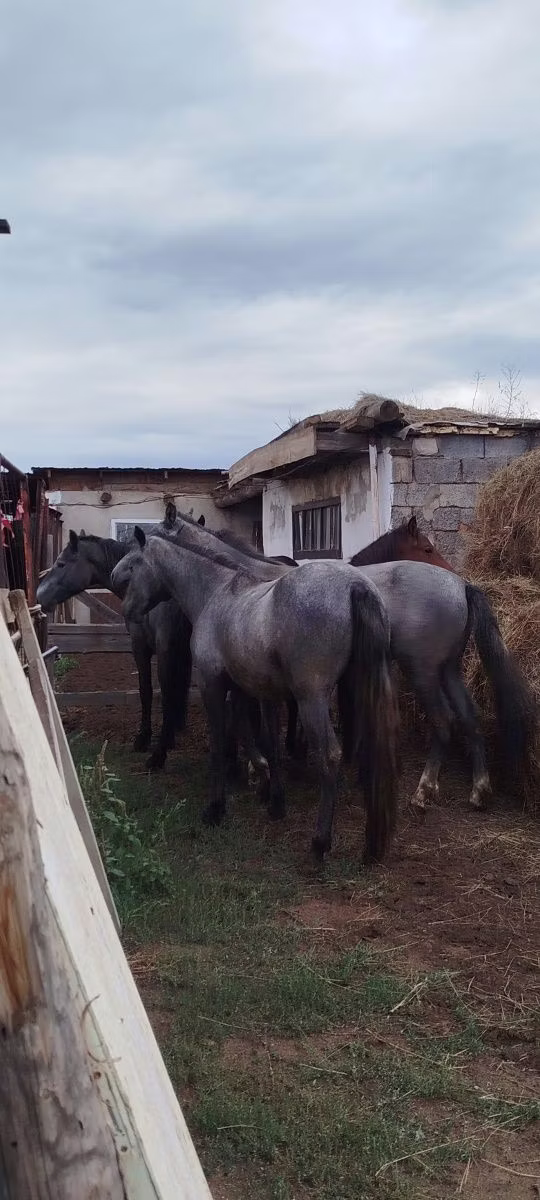Horse breed