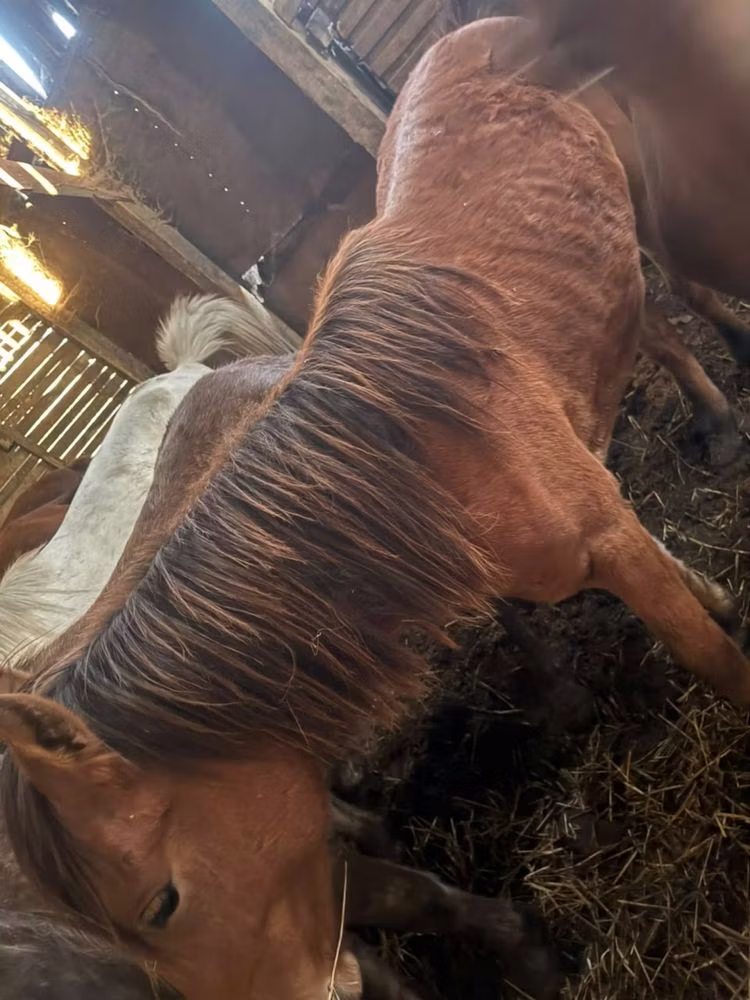 Kustanai horse