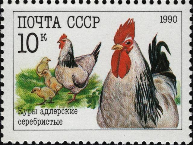 Адлер Сილвер