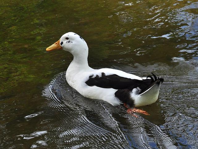 安科纳