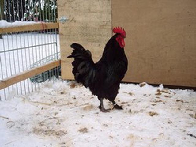 ესტერი